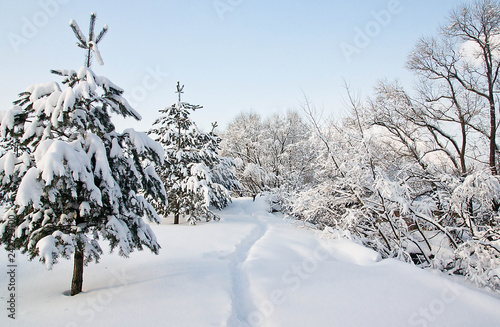 spruce under the snow and snowy trail