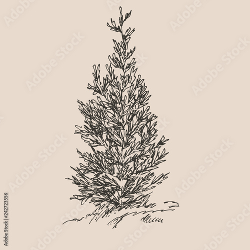 Hand drawn cypress. Sketch, vector illustration isolated on white background.