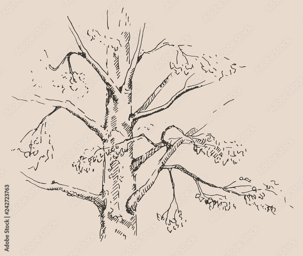 Fototapeta premium Hand drawn Pine tree. Sketch, vector illustration.