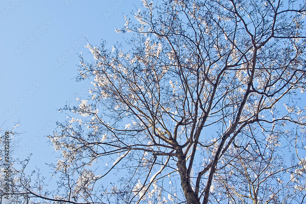 snow covered tops of trees and blue sky in winter park snow covered tops of trees and blue sky in winter park