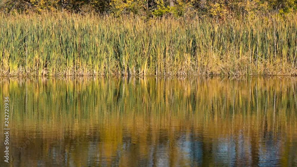 reflection of stalks of reeds on the surface of the water in the river. reflection of stalks of reeds on the surface of the water in the river.
