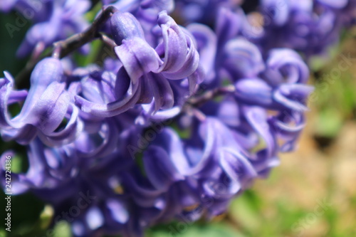 фиолетовые цветы гиацинта