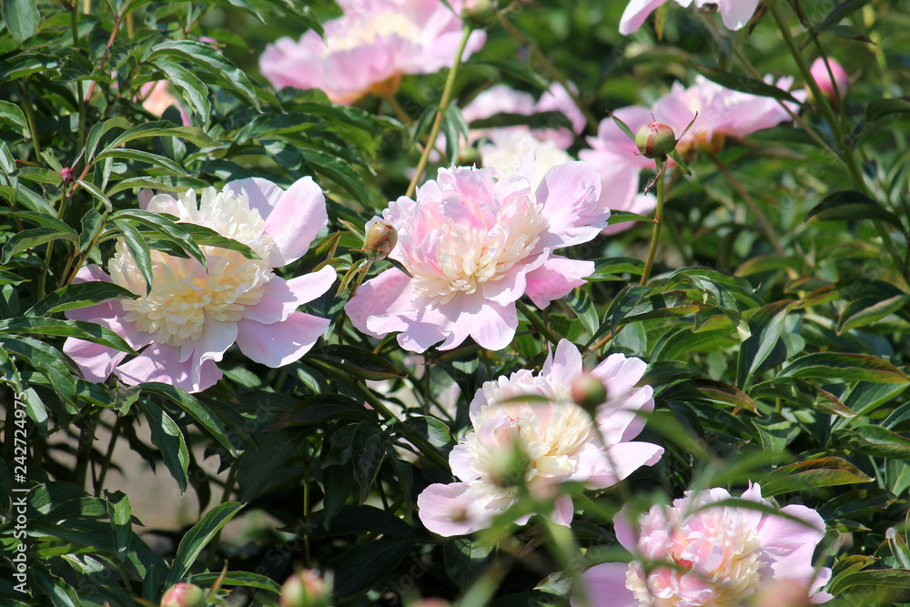 peony, paeony, flower, pale, pink, white, cultivar, garden, garden group, bomb flowered, bomb, flowered, pompon, paeonia, summer, green, blooming, bloom, ornamental, flowering, plant, general view peony, paeony, flower, pale, pink, white, cultivar, garden, garden group, bomb flowered, bomb, flowered, pompon, paeonia, summer, green, blooming, bloom, ornamental, flowering, plant, general view