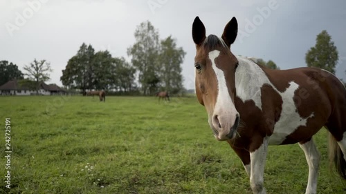A horse into the wild eats grass and staring around