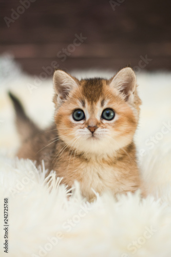 Wallpaper Mural animal, animal munchkin, animals, autumn, beads, beautiful, british, cat, cats, cute, domestic, eye, eyes, feline, flowers, fur, green, grey, isolated, kitten, kitten cat Scottish straight, kitty, loo Torontodigital.ca