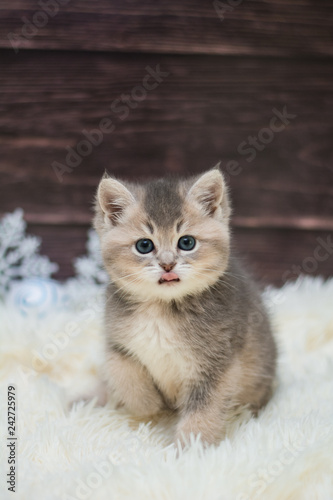 animal, animal munchkin, animals, autumn, beads, beautiful, british, cat, cats, cute, domestic, eye, eyes, feline, flowers, fur, green, grey, isolated, kitten, kitten cat Scottish straight, kitty, loo