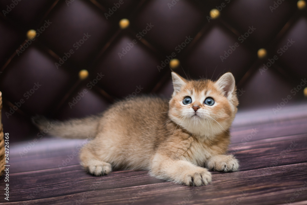 Obraz premium animal, animal munchkin, animals, autumn, beads, beautiful, british, cat, cats, cute, domestic, eye, eyes, feline, flowers, fur, green, grey, isolated, kitten, kitten cat Scottish straight, kitty, loo