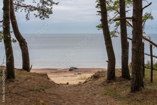 autumn time, nature scenery by the sea, the path through the cones goes to the beach where stones are seen near the water; pine dunes