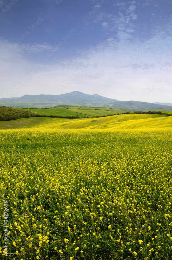 Yellow flowers with blue sky near Pienza (Siena), Italy.