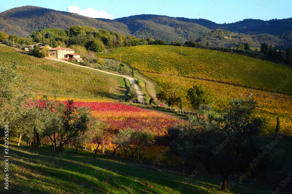 Tuscany landscape with colored vineyards and blue sky during autumn season in Chianti region near Florence. Italy.