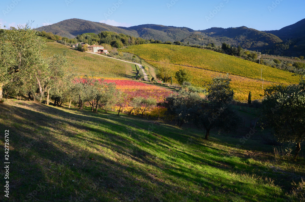 Tuscany landscape with colored vineyards and blue sky during autumn season in Chianti region near Florence. Italy.