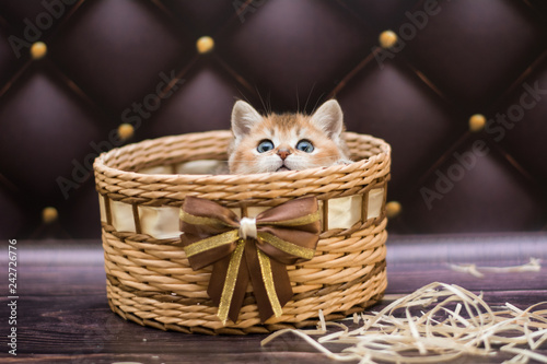 kitten cat Scottish straight, loose fluffy, animal munchkin