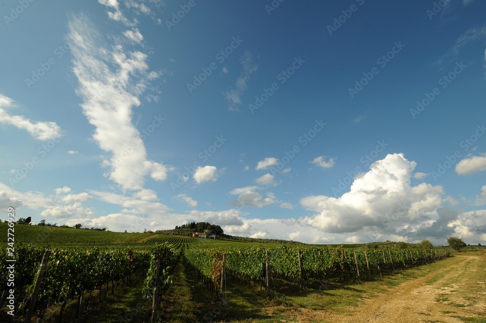 green vineyards with blue cloudy sky near Pontassieve (Florence), Chianti region in Italy.