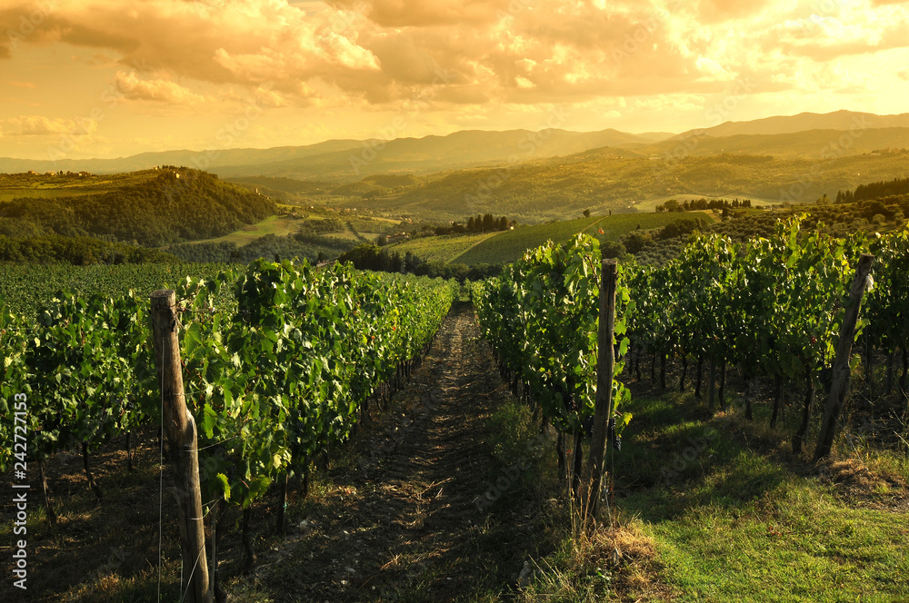 Naklejka premium Green vineyards at sunset in Chianti region, Tuscany. Italy