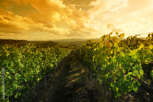Green vineyards at sunset in Chianti region  Tuscany. Italy