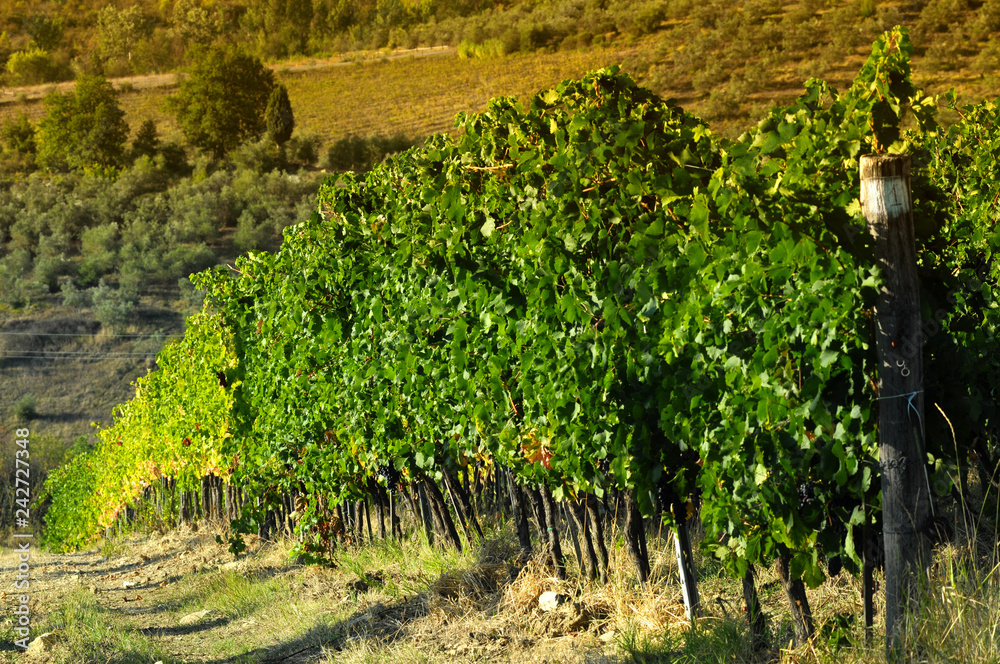Green vineyards at sunset in Chianti region, Tuscany. Italy