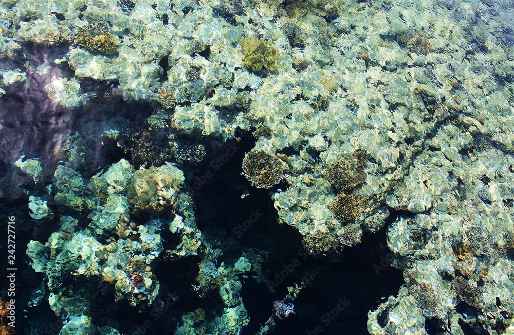 coral in the red sea