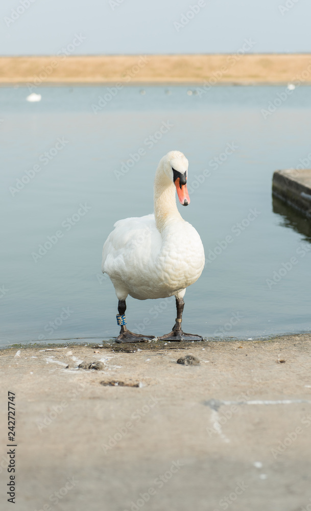 An beautiful white Swan walking out of the water at a empty calm boating pool. beautiful blue sunny day. An beautiful white Swan walking out of the water at a empty calm boating pool. beautiful blue sunny day.