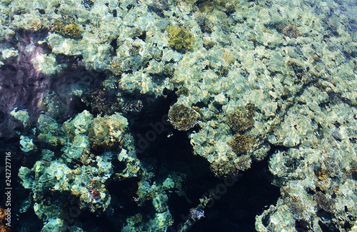 coral in the red sea