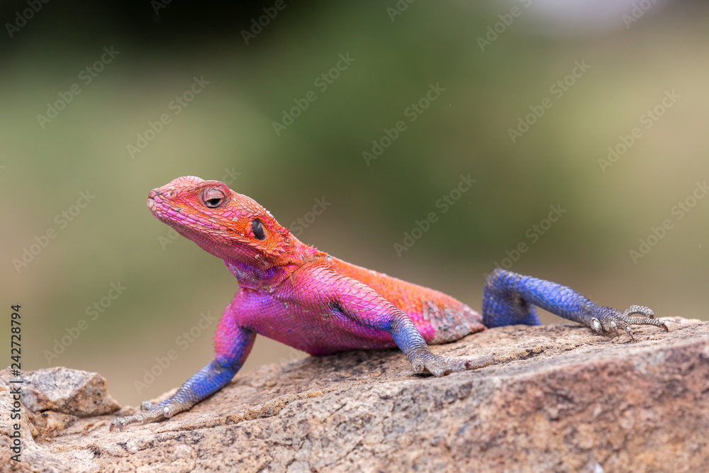 Rainbow agama (Agama agama), Masai Mara, Kenya Rainbow agama (Agama agama), Masai Mara, Kenya