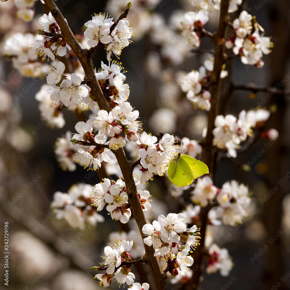 Naklejka premium Wspólny siarkowy motyl siedzi na kwitnącym drzewie morelowym. Selektywne skupienie.