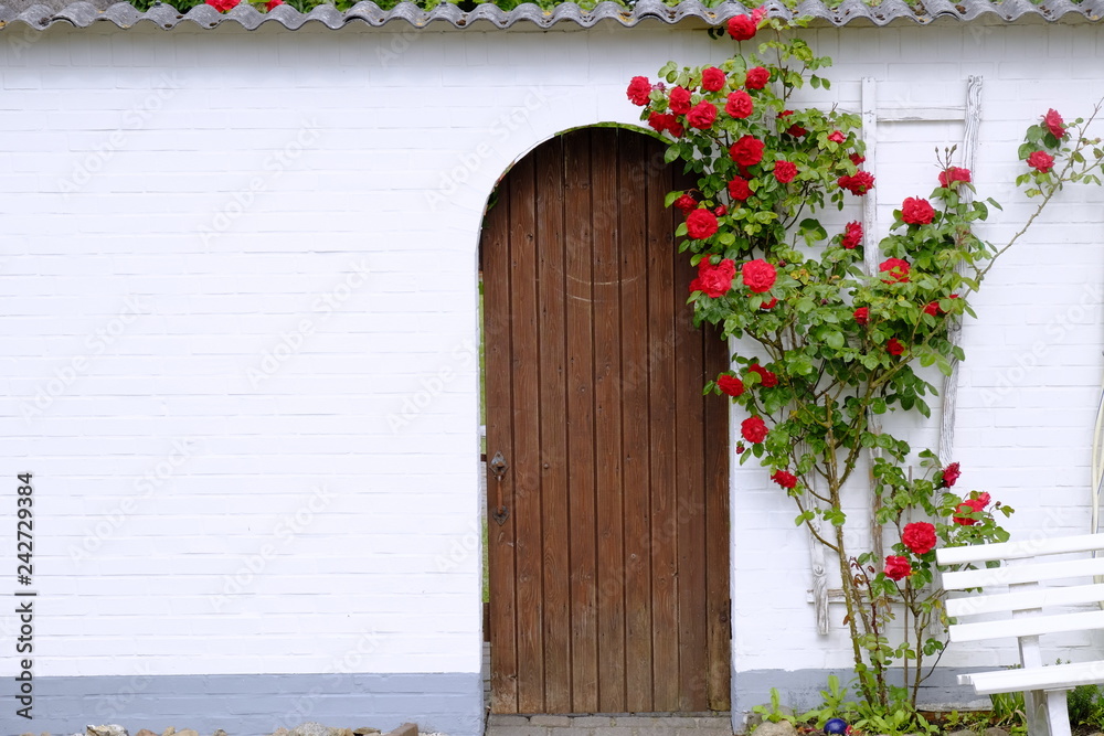 red roses red roses