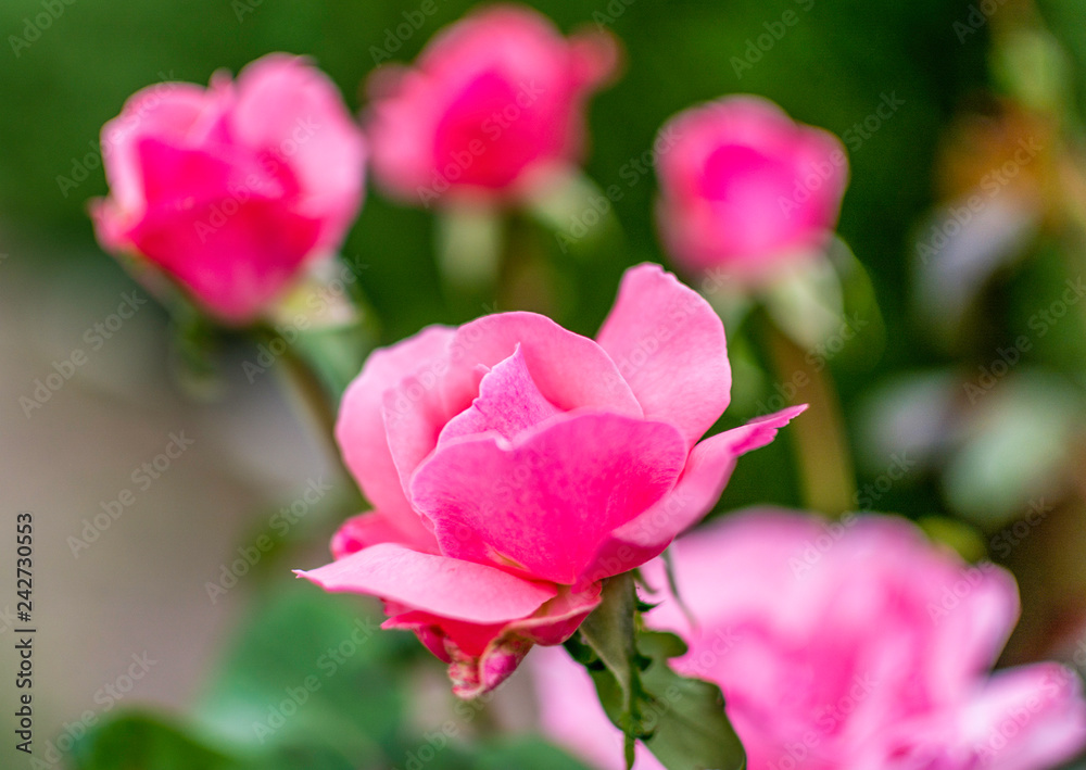 Rosas de color rosa con enfoque al pétalo central de una de ellas
