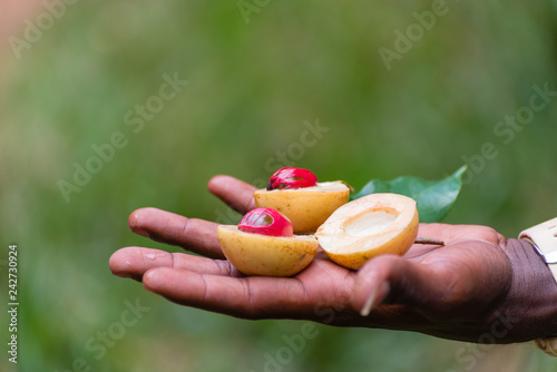 a spice farm worker showing seed pods from a Nutmeg (Myristica fragrans) plant, near stone town, zanzibar, tanzania, africa