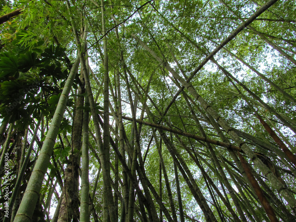 Fototapeta premium Forest and sky