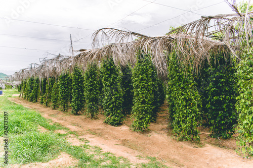 Photography Cambodia Kampot pepper plantation Southeast Asia