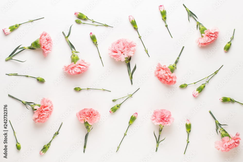 Pink carnation flowers on white background. Flat lay, top view, copy space. Pink carnation flowers on white background. Flat lay, top view, copy space.