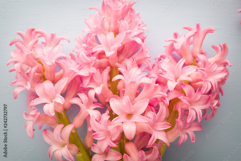 Hyacinth living coral color on the pastel background.