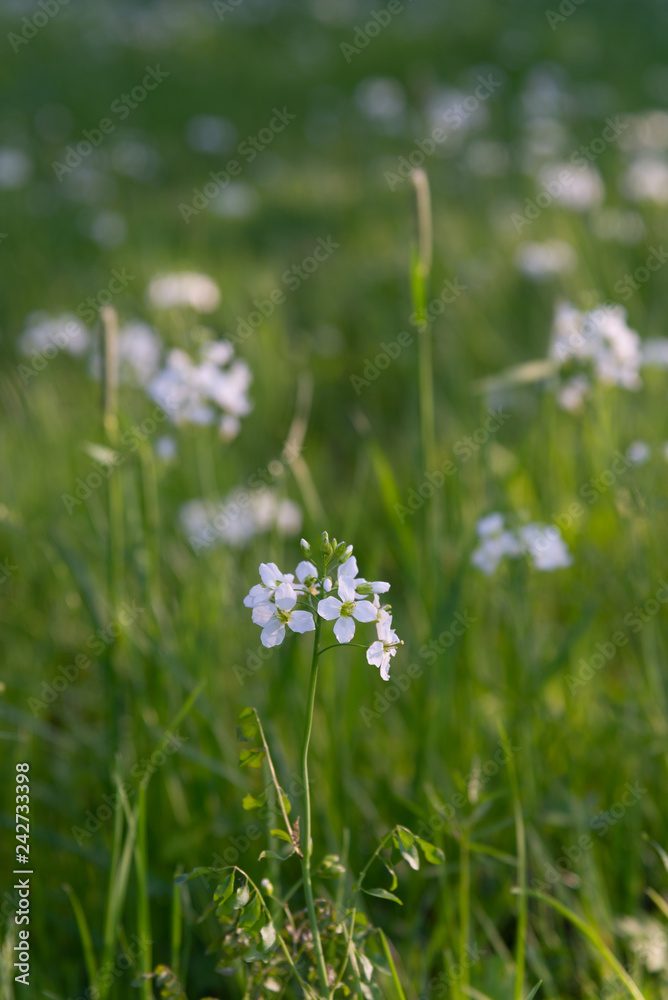 wild spring white flowers anemone in green grass wild spring white flowers anemone in green grass