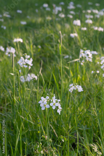 Anemone and spring