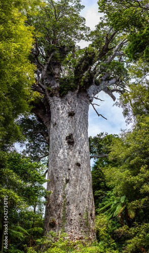 Tane Mahuta, the lord of the forest: the largest Kauri tree in Waipoua Kauri forest, New Zealand.