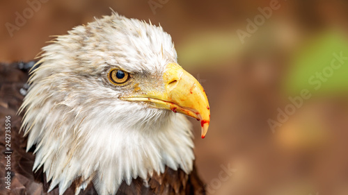 Принти на полотні Bald Eagle With Blood on Beak