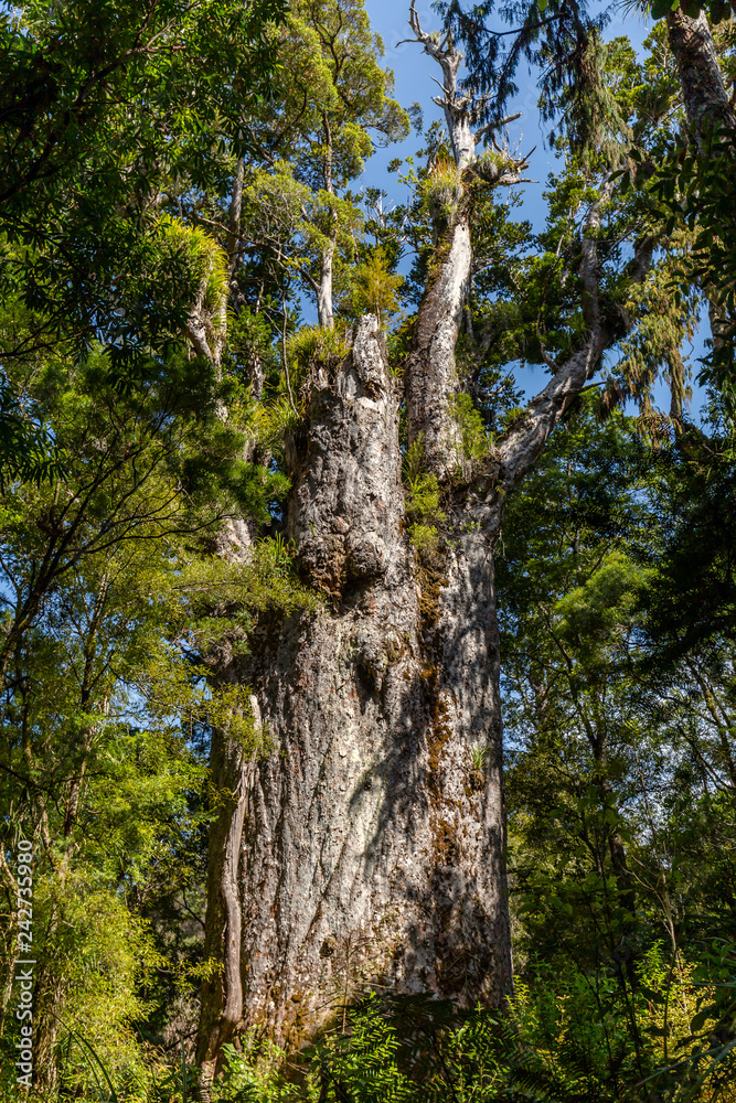 Te Matua Ngahere, which means "Father of the forest", is the second