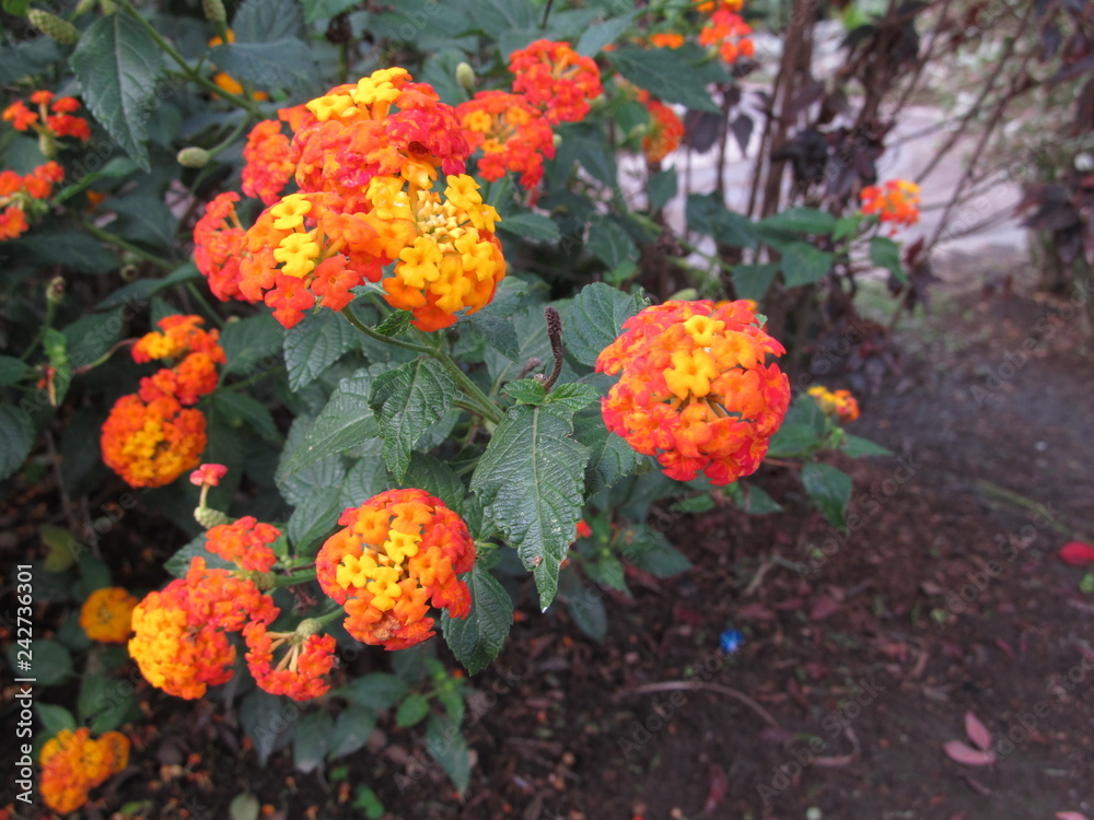 Red, orange and yellow flowers