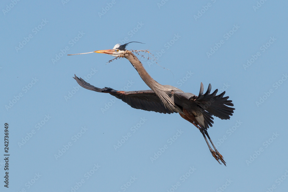 Obraz premium Great Blue Heron Wading in Shallow Water