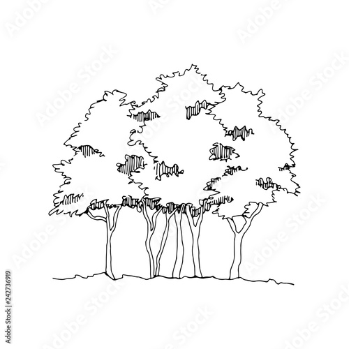 Hand drawn sketch trees. Architect group of trees. Isolated on transparent backgdrop