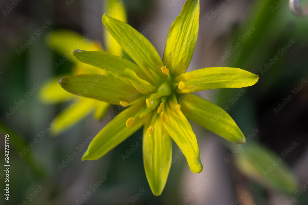 Fototapeta premium Gelbe Blüte