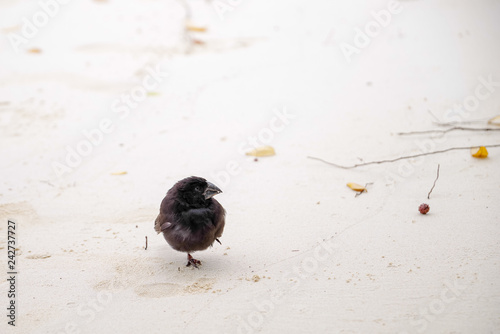Galapagos Finch Geospiza fortis male perched on a white sand in Santa Cruz, Galapagos Islands photo