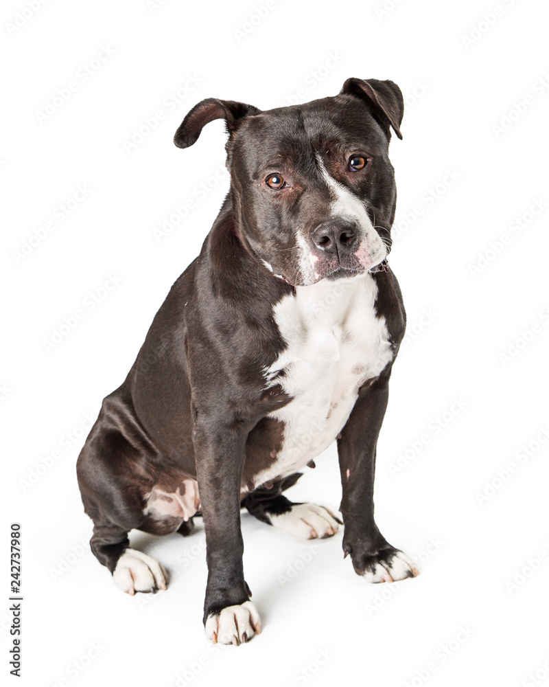 Black and White Pit Bull Terrier Dog Sitting