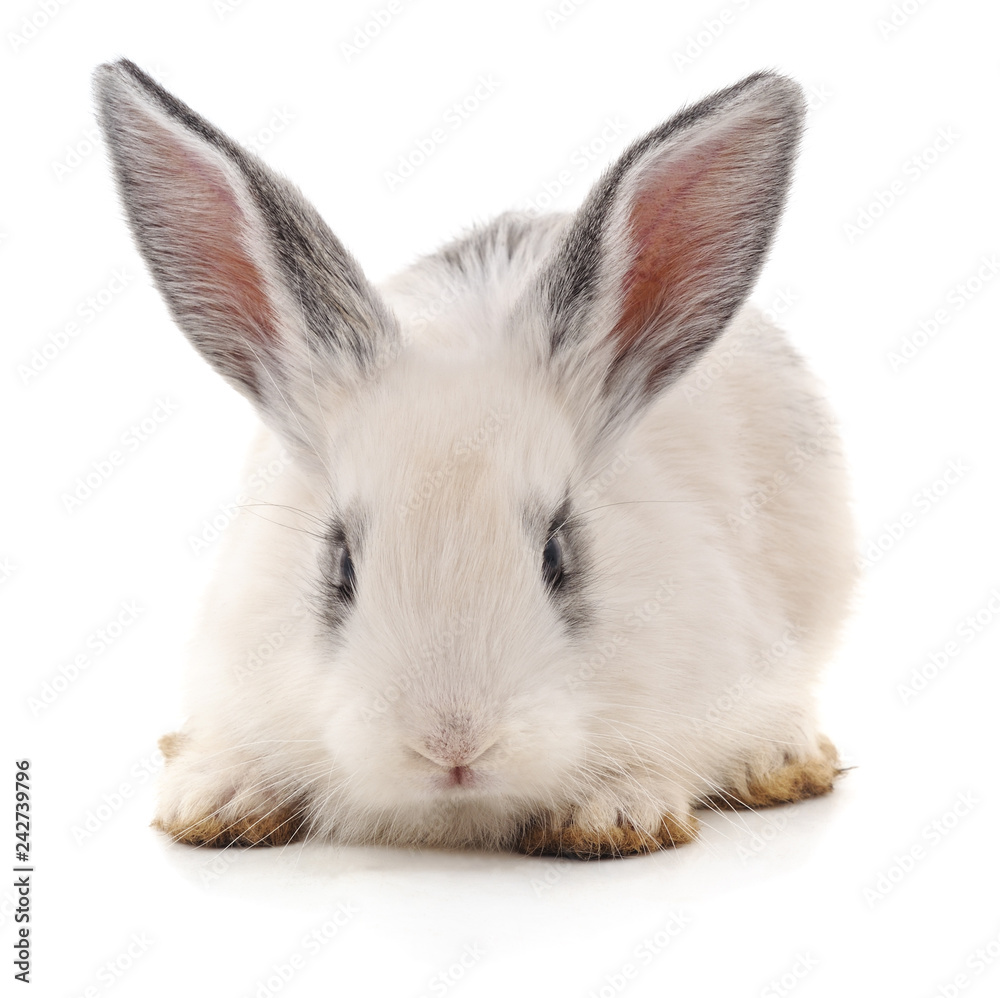 One white rabbit. One white rabbit.