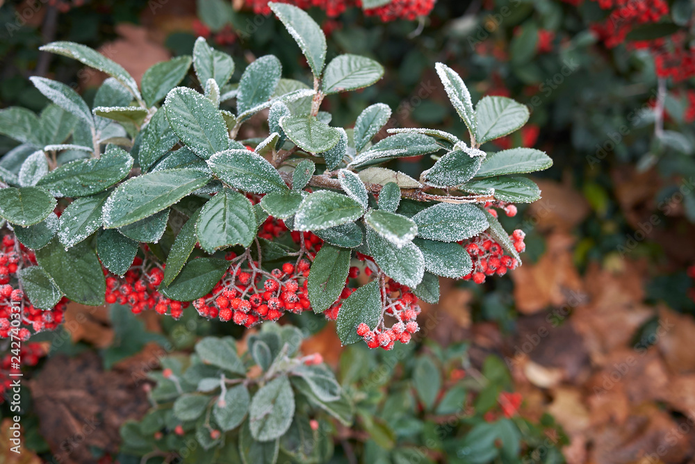 Cotoneaster lacteus Cotoneaster lacteus