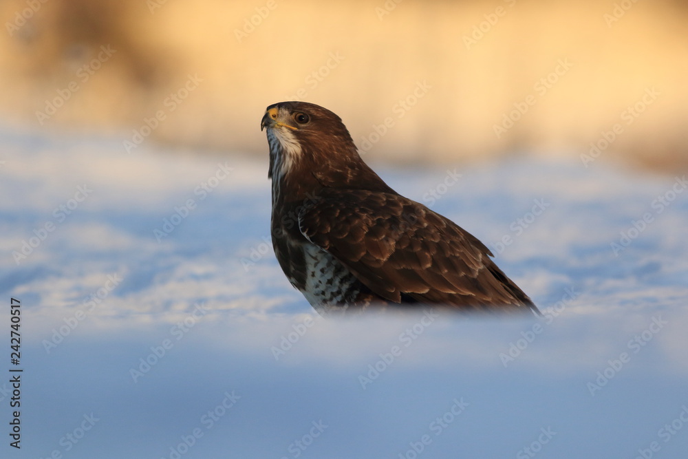 Common Buzard (Buteo Buteo) on snow Common Buzard (Buteo Buteo) on snow