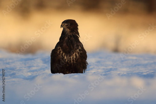 Common Buzard (Buteo Buteo) on snow photo