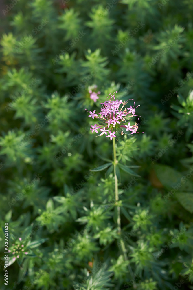 Obraz premium Phuopsis stylosa