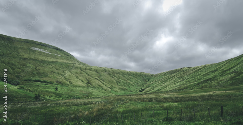 Fototapeta premium grassland