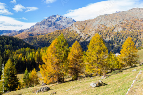 Autumn scene in the Swiss Alps with beautiful yellow larch trees and mountain on background in Canton Grison
